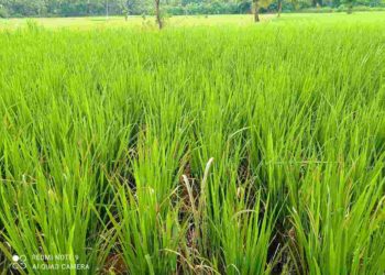 നെൽകൃഷിയിൽ ഇലപ്പേനും, മഞ്ഞളിപ്പും,ഓലകരിച്ചിലും രൂക്ഷമാകുന്നു.