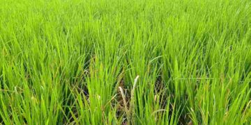നെൽകൃഷിയിൽ ഇലപ്പേനും, മഞ്ഞളിപ്പും,ഓലകരിച്ചിലും രൂക്ഷമാകുന്നു.