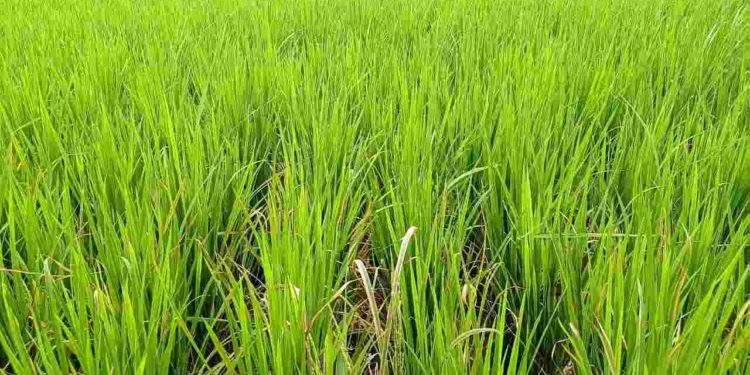നെൽകൃഷിയിൽ ഇലപ്പേനും, മഞ്ഞളിപ്പും,ഓലകരിച്ചിലും രൂക്ഷമാകുന്നു.