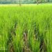 നെൽകൃഷിയിൽ ഇലപ്പേനും, മഞ്ഞളിപ്പും,ഓലകരിച്ചിലും രൂക്ഷമാകുന്നു.