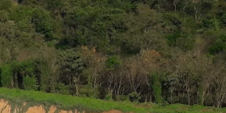 ധോണിയിൽ ക്വാറികളിൽ  സ്ഥലപരിശോധനക്ക്  ഉത്തരവ്