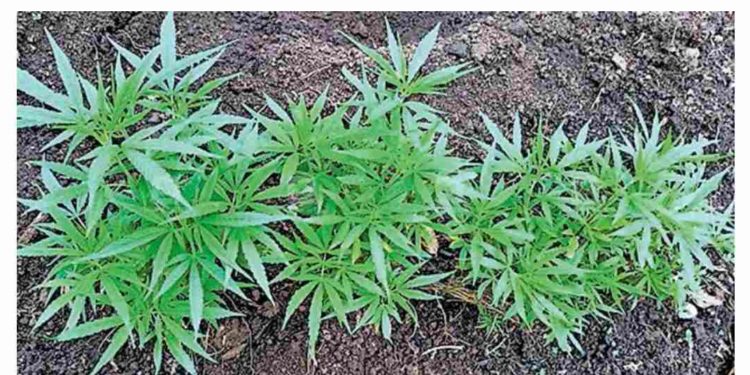 അഗളി യിൽ 378 കഞ്ചാവ് ചെടികൾ നശിപ്പിച്ചു