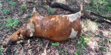 മലമ്പുഴയിൽ പശു വെടിയേറ്റ് ചത്ത നിലയിൽ