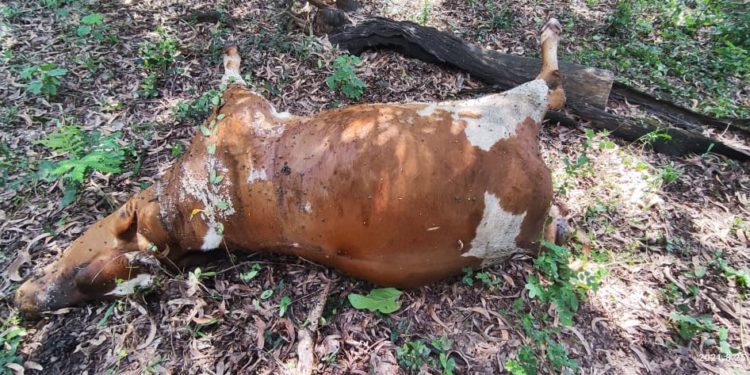 മലമ്പുഴയിൽ പശു വെടിയേറ്റ് ചത്ത നിലയിൽ