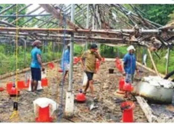 കോഴിഫാം കത്തിനശിച്ചു:ആയിരത്തോളം കോഴികൾ ചത്തു