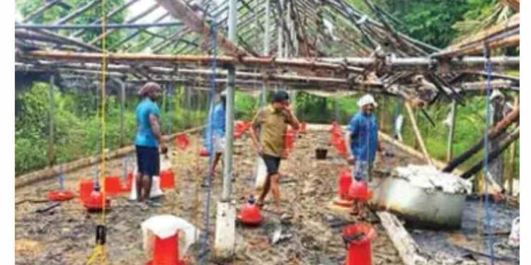 കോഴിഫാം കത്തിനശിച്ചു:ആയിരത്തോളം കോഴികൾ ചത്തു