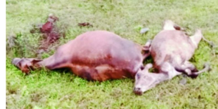 വാളയാറിൽ ട്രെയിനിടിച്ച്‌ 6 പശുക്കൾ ചത്തു