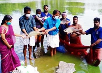 മത്സ്യകൃഷി വിളവെടുപ്പ്