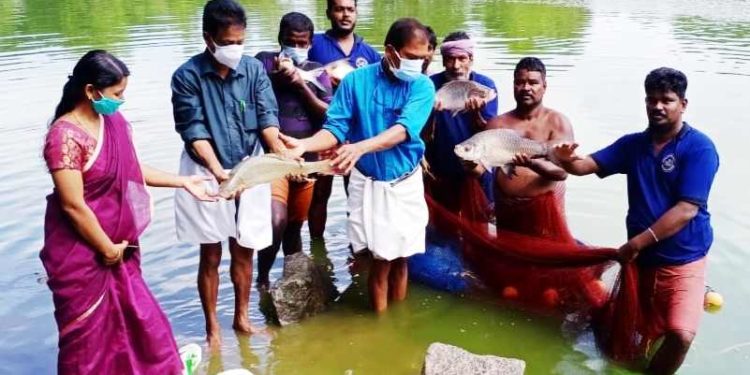 മത്സ്യകൃഷി വിളവെടുപ്പ്