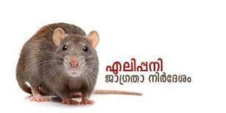 എലിപ്പനി: ജാഗ്രത പാലിക്കാന്‍ ആരോഗ്യ വകുപ്പിന്റെ നിര്‍ദേശം