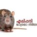 എലിപ്പനി: ജാഗ്രത പാലിക്കാന്‍ ആരോഗ്യ വകുപ്പിന്റെ നിര്‍ദേശം