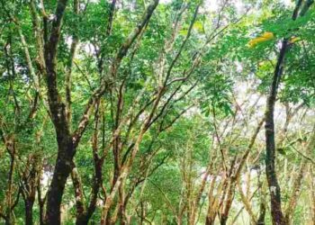 മലയോരമേഖലകളിൽ പ്രതീക്ഷ ഉയർത്തി റബർ വില ഉയരുന്നു -ജോജി തോമസ്