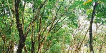 മലയോരമേഖലകളിൽ പ്രതീക്ഷ ഉയർത്തി റബർ വില ഉയരുന്നു -ജോജി തോമസ്