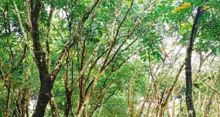 മലയോരമേഖലകളിൽ പ്രതീക്ഷ ഉയർത്തി റബർ വില ഉയരുന്നു -ജോജി തോമസ്