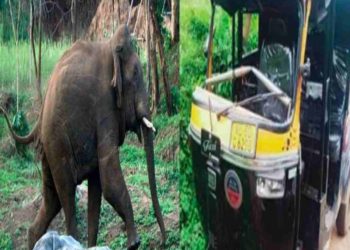 കാട്ടാന ഓട്ടോറിക്ഷ തകർത്തു