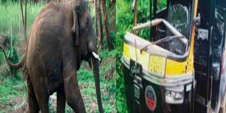 കാട്ടാന ഓട്ടോറിക്ഷ തകർത്തു