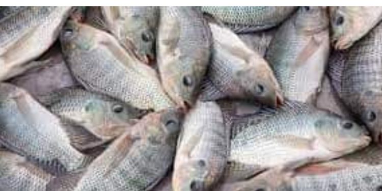 ഗിഫ്റ്റ് തിലോപ്പിയ വില്‍പ്പന