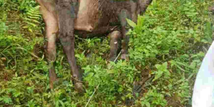 പശുവിനെ മേയ്ക്കുന്നതിനിടെ മൈലംപുള്ളി സ്വദേശി ഷോക്കേറ്റ് മരിച്ചു.