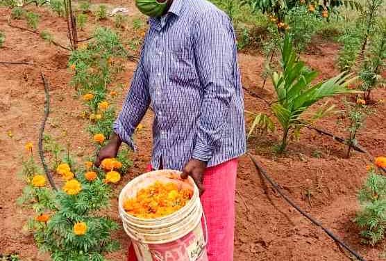 ജയിലിലെ പൂകൃഷി  വിളവെടുത്ത് വില്പന ആരംഭിച്ചു.