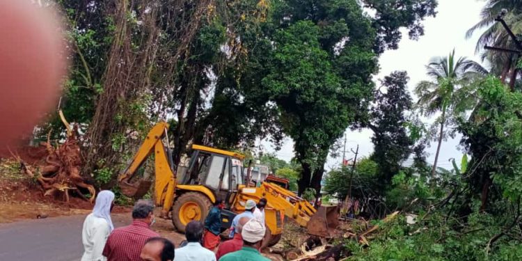 കോട്ടായിയിൽ വൻമരം കടപുഴകി വീണതിനെത്തുടർന്ന് ഗതാഗതം തടസപ്പെട്ടു.