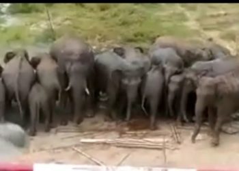 കഞ്ചിക്കോട് ഐ ഐ ടി ക്യാമ്പസിൽ കാട്ടാനക്കൂട്ടമിറങ്ങി; ഭീതിയോടെ ജനങ്ങൾ