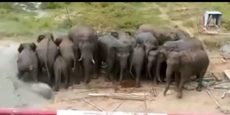 കഞ്ചിക്കോട് ഐ ഐ ടി ക്യാമ്പസിൽ കാട്ടാനക്കൂട്ടമിറങ്ങി; ഭീതിയോടെ ജനങ്ങൾ