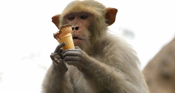 അട്ടപ്പാടി മേഖലയില് വാനരശല്ല്യം രൂക്ഷം പൊറുതിമുട്ടി ജനം