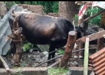 പേ വിഷബാധയേറ്റ രണ്ട് പശുക്കൾ ചത്തു