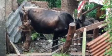പേ വിഷബാധയേറ്റ രണ്ട് പശുക്കൾ ചത്തു