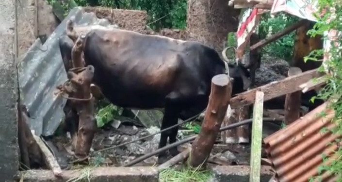 പേ വിഷബാധയേറ്റ രണ്ട് പശുക്കൾ ചത്തു