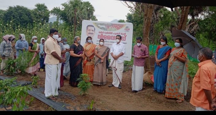 രണ്ട് ഏക്കർ  തരിശ്ശ് ഭൂമിയിലെ പച്ചക്കറി കൃഷിയുടെ വിളവെടുപ്പ്  നടത്തി