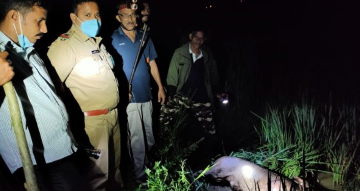 കൃഷി നശിപ്പിക്കുന്ന കാട്ടുപന്നിയെ വെടിവച്ചുകൊന്നു.