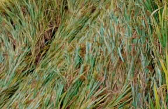 നെൽ കർഷകരുടെ നഷ്ടം നികത്തണം കർഷക കോൺഗ്രസ്