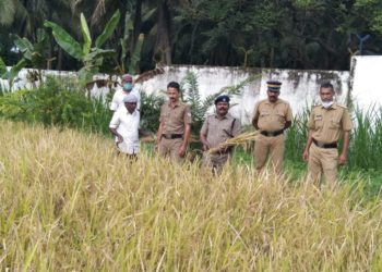 ജില്ല ജയിലിൽ കൊയ്ത്തുത്സവം