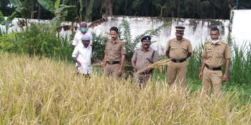 ജില്ല ജയിലിൽ കൊയ്ത്തുത്സവം