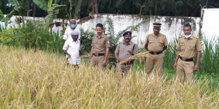 ജില്ല ജയിലിൽ കൊയ്ത്തുത്സവം