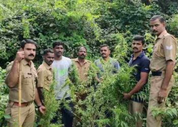 കഞ്ചാവ് ചെടികൾ കണ്ടെടുത്ത് കേസെടുത്തു.