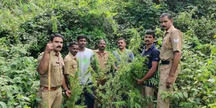 കഞ്ചാവ് ചെടികൾ കണ്ടെടുത്ത് കേസെടുത്തു.