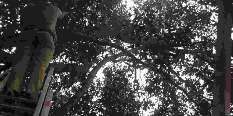 മരത്തിന് മുകളിൽ കയറി ആത്മഹത്യ ഭീഷണി മുഴക്കിയ അഥിതി തൊഴിലാളിയെ ഫയർഫോഴ്സ് സംഘം താഴെയിറക്കി