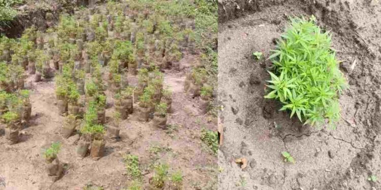 വാളയാര്‍ വനത്തില്‍ വന്‍ കഞ്ചാവ് കൃഷി. 13000 കഞ്ചാവ് ചെടികൾ നശിപ്പിച്ചു