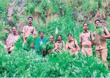 അ​ട്ട​പ്പാ​ടിയി​ൽ ക​ഞ്ചാ​വ് തോ​ട്ടം ന​ശി​പ്പി​ച്ചു
