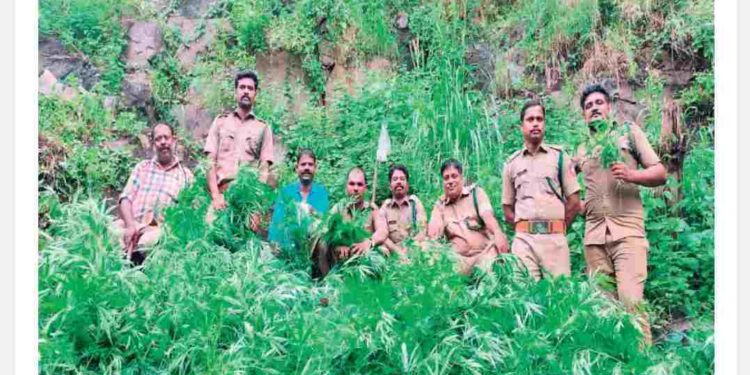 അ​ട്ട​പ്പാ​ടിയി​ൽ ക​ഞ്ചാ​വ് തോ​ട്ടം ന​ശി​പ്പി​ച്ചു