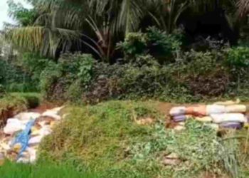 ശക്തമായ മഴയിൽ തടുക്കശ്ശേരി  പാടശേഖരത്തിലെ നെൽ കൃഷി നശിച്ചു.