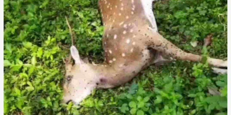 അയിലൂർ പുലി ആടിന് കൊന്ന സംഭവം :അടിയന്തര നടപടി സ്വീകരിക്കാൻ ഉദ്യാഗസ്ഥർക്ക് നിർദേശം