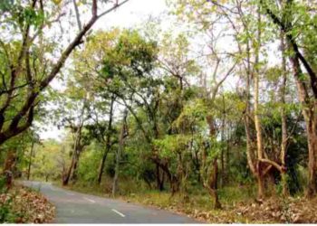 മരം ലേലം