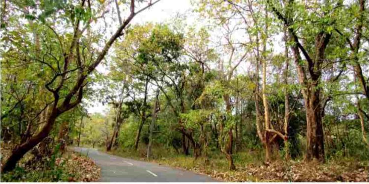 മരം ലേലം