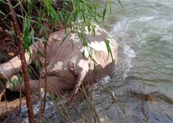 പുഴയില്‍ കാട്ടാനയുടെ ജഡം ഒഴുകിയെത്തിയ നിലയില്‍ കണ്ടെത്തി.