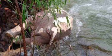 പുഴയില്‍ കാട്ടാനയുടെ ജഡം ഒഴുകിയെത്തിയ നിലയില്‍ കണ്ടെത്തി.