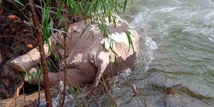 പുഴയില്‍ കാട്ടാനയുടെ ജഡം ഒഴുകിയെത്തിയ നിലയില്‍ കണ്ടെത്തി.