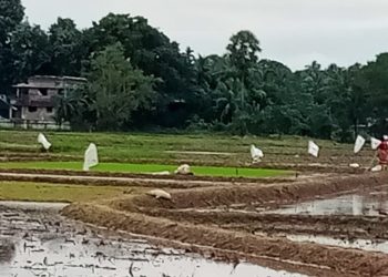 പന്നിശല്യം അകറ്റുവാൻ കർഷകർ മുന്നൊരുക്കങ്ങൾ തുടങ്ങി.